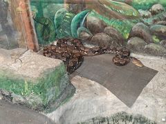 -上海大自然野生昆虫馆(东方明珠·爬宠昆虫探索中心)