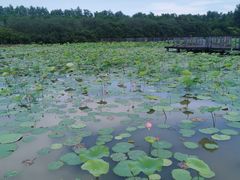 -大湾区中央湿地公园