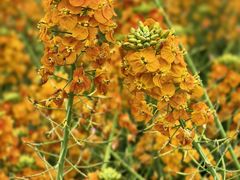 -中国天府农业博览园