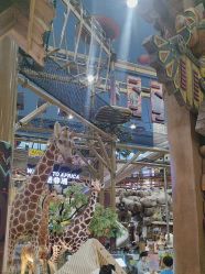 -卡通尼·Safari非洲探索乐园·生日会(金桥国际商业广场店)