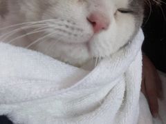 -瑞派动物医院·绝育·犬猫全科·预防医学(光景江南中店)