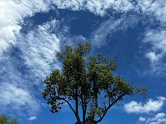 -上海吴淞炮台湾国家湿地公园