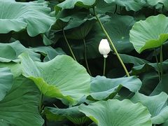 -绍兴大禹开元观堂-若耶厅