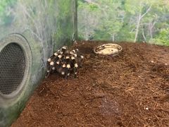 -上海大自然野生昆虫馆(东方明珠·爬宠昆虫探索中心)