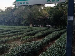 -韬光茶庵