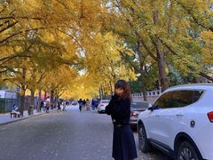 -三里屯东五街银杏大道