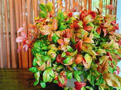 -T館·花园艺术餐厅