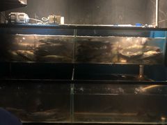 选鱼-老板恋上鱼(恒隆广场店)