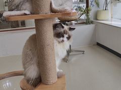 -共舞时光猫咖·狗咖(新街口店)