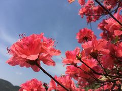 -木兰云雾山