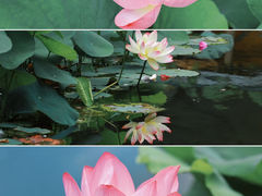 -澹台湖公园
