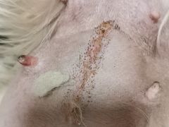-伟伟宠物医院·CT影像中心·瑞派犬猫综合性门诊(汉口总院)