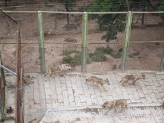 -青藏高原野生动物园