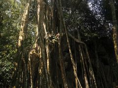 -中国科学院西双版纳热带植物园