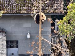 -中国大熊猫保护研究中心雅安碧峰峡基地