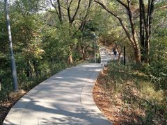 -金鸡山公园