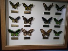 -上海昆虫博物馆