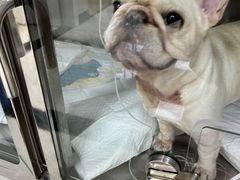 -美联众合动物医院·24h京西诊疗中心