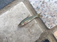 -酷鱼垂钓CLUB(朝阳区博大路店 )