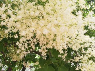 不知道是什么花,看到就心放晴