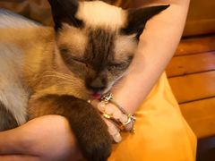 -李小姐の猫咖啡馆(五角场店)