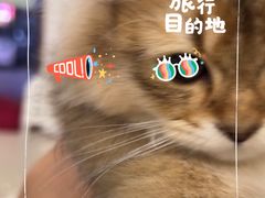 -瑞鹏宠物医院·骨科·猫科·内科(第一中心)