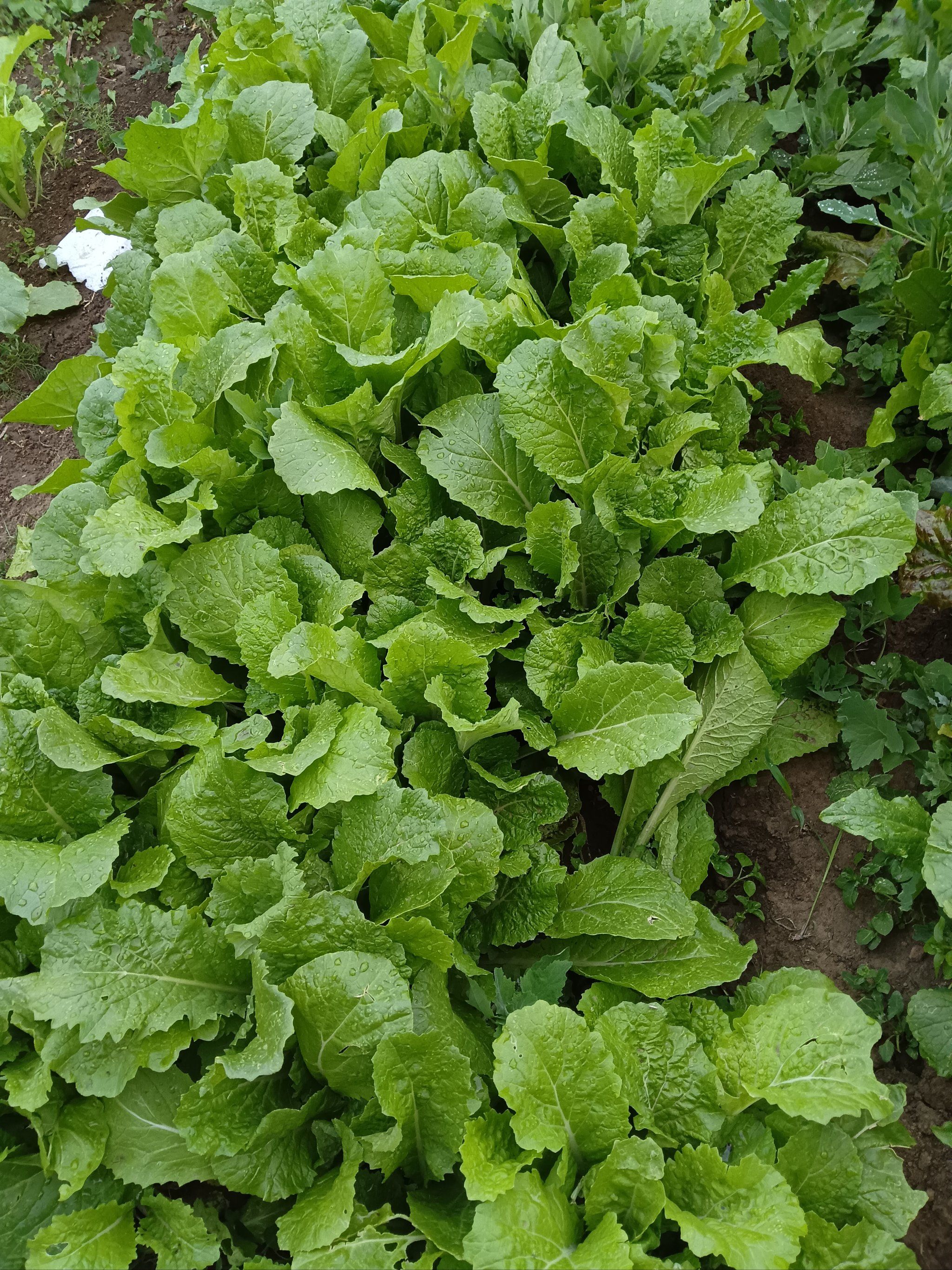 清新绿叶小菜日记