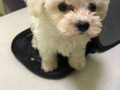 -瑞鹏宠物医院·爱宠堂(环西分院)