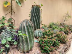 -正佳雨林生态植物园