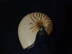 -青岛贝壳博物馆