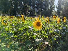 -长白岛森林公园