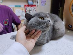 -千城康桥宠物医院·猫科·骨科·心脏