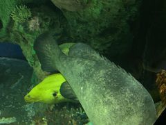 -瑞普利水族馆