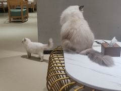 -藏猫猫咖啡主题馆(中央大道店)