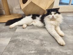 -楼上猫咖(罗湖店)