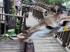 -上海野生动物园