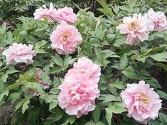 -莲花池公园