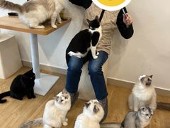 -有喵·猫咖·狗咖·30几只猫10只小狗(岗厦店)