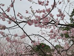 -南山植物园