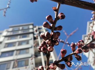 好久没有下楼了，王先生说花都开了，趁着阳光正好微风不