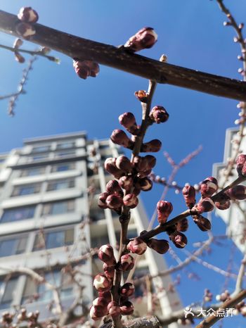 好久没有下楼了，王先生说花都开了，趁着阳光正好微风不