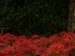 -杭州植物园