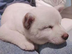 -柴犬小屋·柴餐厅·狗咖食堂(金鼎广场店)