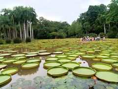 -中国科学院西双版纳热带植物园