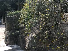 -嘉定紫藤园