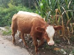 -丹东天桥沟景区