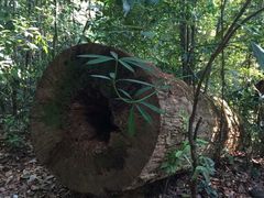 -武吉知马自然保护区