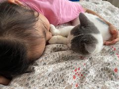 -momokira米努特·德文卷毛猫·棉花面纱犬