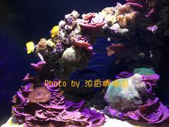 -西雅图水族馆