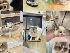 -有喵·猫咖·狗咖·30几只猫10只小狗(岗厦店)